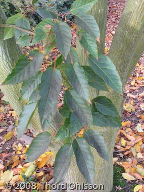 Acer davidii 'karmen'